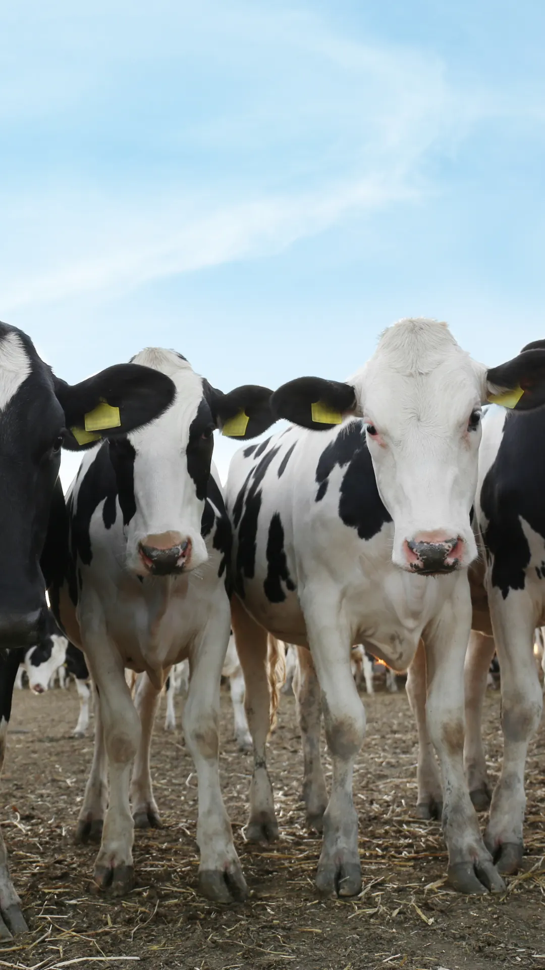 Could ketotic cows still thrive?