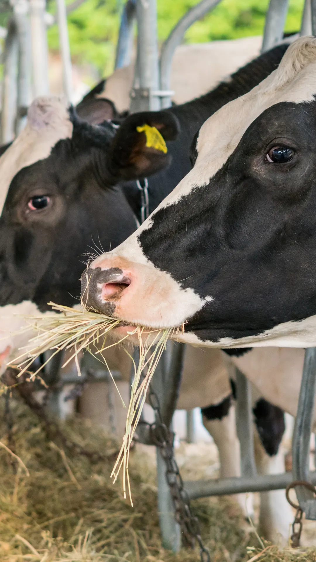 How sensitive are cows to small shifts in dietary protein?